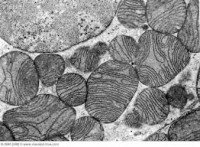 /album/antonio-ascens%c3%a3o/mitoch-electron-micrograph-jpg/